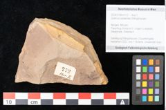 Foto (Objekt + Etikett) von Quercus palaeoilex Ettingshausen (NHMW-GEO-2024-0188-0772)
